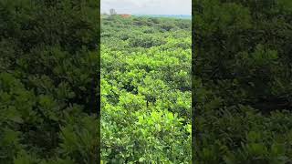 maior cajueiro do mundo 🌎 visto de cima cajueiro de Pirangi RN Rio Grande do Norte BRAZIL viral [upl. by Perrins]