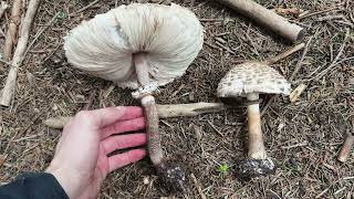 Diferencias entre el parasol bueno y el parasol enrojeciente Macrolepiota procera y M rhacodes [upl. by Jules]