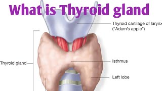 Thyroid gland Anatomy  what is Thyroid  Anatomy and physiology of Thyroid gland in detail [upl. by Munro586]