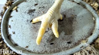 Flesh Eating beetles vs Chicken foot timelapse [upl. by Lida644]