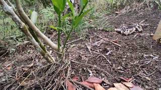 ¿Cómo se debe podar un árbol de limón poda de árboles frutales ejemplo 16 [upl. by Rosalinda120]