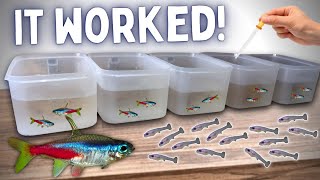 BREEDING Neon Tetras in Tubs  Over 100 Fry [upl. by Eneleh347]