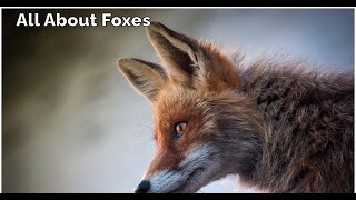 All About Foxes [upl. by Treiber]