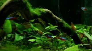 45L aquarium planted tankmp4 [upl. by Ardiedal930]