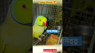 talking parrots❣️ parrot comedy birds cute love pablofamily talkingparrot parrot mittutota [upl. by Dopp]