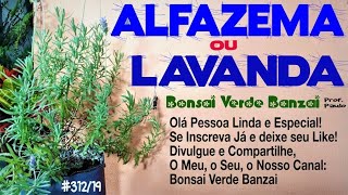 Alfazema ou Lavanda eis a questão [upl. by Kata]