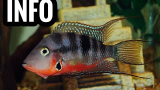 Firemouth Cichlid Care Guide [upl. by Avram817]