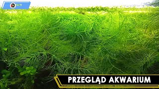 Przegląd Akwarium 15L [upl. by Fraser532]