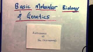 Autosomes vs Sex Chromosomes [upl. by Aehsat]