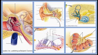 The Ear Structures  Identify the Structures with Me  Part 10 of 10 [upl. by Felipa]