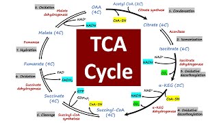 TCA Cycle  Crebs Cycle  Citric Acid Cycle  Biochemistry Basics [upl. by Imiaj]