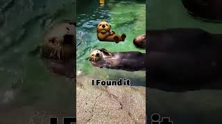 I Found it 🦦 otter emoji funnymoments animals shorts [upl. by Eward]