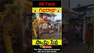 🐘గజరాజు🐘 Elephant going to temple telugufacts animals god facts shorts youtubeshorts abfacts [upl. by Reppart]