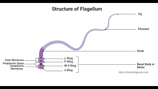 Flagella Lecture Video– Definition Structure Types Functions Rotation Examples [upl. by Amory477]