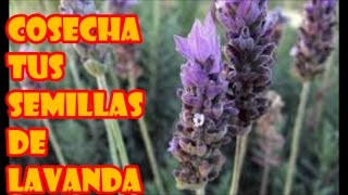 LAVANDA COSECHA DE SMILLAS Y DATOS TÉCNICOS DE SIEMBRA [upl. by Yrtnahc]