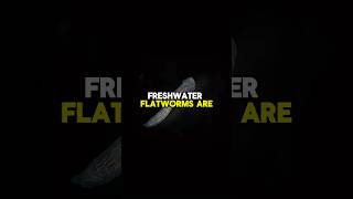 Freshwater flatworms facts shorts short shortsfeed animals water shortfeed shortvideo [upl. by Laniger]