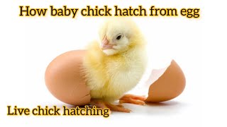 Chick hatching  How chick hatched from egg  Newly hatched chick  shorts [upl. by Auhsuoj594]