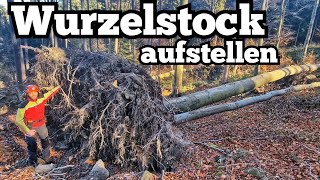 Umgestürzte Buche fällen  Wurzelstock aufstellen [upl. by Assilana]