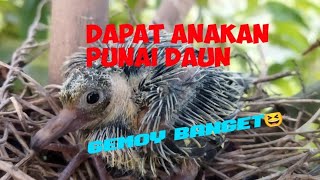 Dapet anakan burung punai gading atau punai daun [upl. by Croteau]