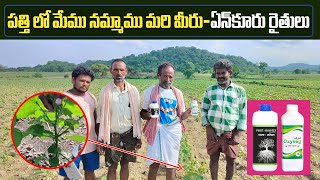 పత్తిలో మేము నమ్మాము మరి మీరుఏనుకూరు ఖమ్మం రైతులు cotton crop pest control and organic farming [upl. by Minette]