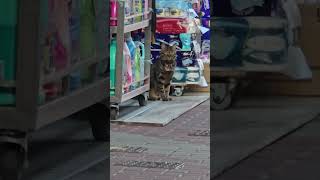 CUTE SHOP CAT AT MONG KOK SUPPOT BUS CAPTAIN [upl. by Droc]