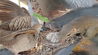 Dove birds Protect the first baby in the nest  Full Video Baby Birds Dove 🐣🐿😭 [upl. by Ias]