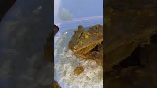 PACKING Silver Pomfret Fish Curry with Rice villagegrandpacooking food villagevlog fish [upl. by Aleira]