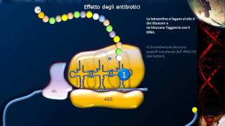 Lezione 21  Sintesi proteica e codice genetico [upl. by Lledyr1]