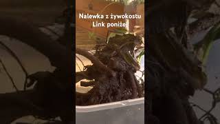 Nalewka z żywokostu [upl. by Hanaj]