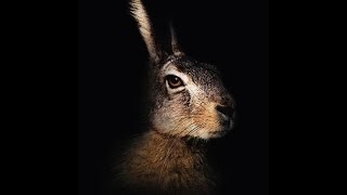 The Mysterious Hare [upl. by Aniles]