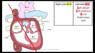 Bioenergetic Respiration AQA GCSE [upl. by Donal]