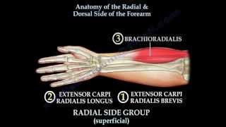 Anatomy Of The Radial amp Dorsal Forearm Part 2  Everything You Need To Know  Dr Nabil Ebraheim [upl. by Emolas]