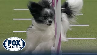 AKC National Agility Championship Finals Papillon [upl. by Ahsieket]