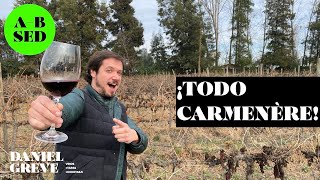 Todo sobre el carmenère  ABSED 5 [upl. by Aryad]