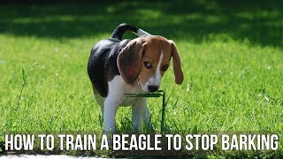 How to Train a Beagle to Stop Barking [upl. by Aznola]