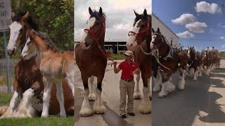 Beautiful Clydesdale horses and foals [upl. by Kerad]