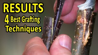 The 4 BEST Grafting Techniques using DORMANT SCIONS  RESULTS after 35 days [upl. by Yv]