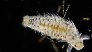 Polychaete larvae [upl. by Lebasile791]