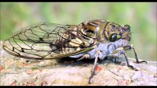 Cicada Slow Motion Sound [upl. by Angell]