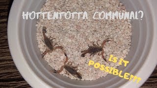 Hottentotta Communal Attempt  Hottentotta feeding  Alligator Back Scorplings  Vlog 7 [upl. by Hesoj818]