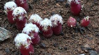 6 month sowing update Lophophora Mammillaria Escobaria and Ariocarpus [upl. by Aihsirt]