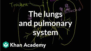 The lungs and pulmonary system  Health amp Medicine  Khan Academy [upl. by Sac29]