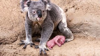 How Koala Gives Birth To Twin Cute Babies [upl. by Ramburt]