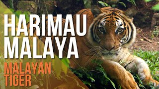 Harimau Terancam di Malaysia Critically Endangered Malayan Tiger [upl. by Gregoire825]