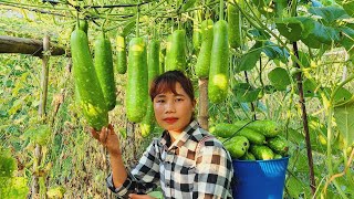 Harvest gourds and bring them to the market to sell for money to buy suppliesLý Thị Xuân [upl. by Efram]