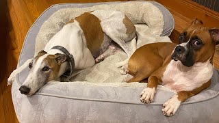 Greyhound meets boxer puppy you wont believe what happens next [upl. by Iccir]