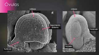 BOTÁNICA Unidad 19 Ciclo de las Angiospermas 1 de 4 vídeos Formación de gametas femeninas [upl. by Ayar]