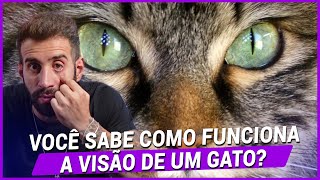 Como funciona a visão dos GATOS [upl. by Gnat]