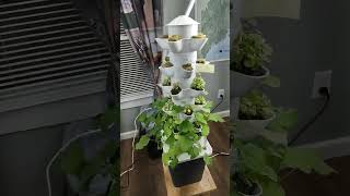 Growing medicinal herbs indoors an introduction to our smallest aeroponic tower garden [upl. by Monte975]