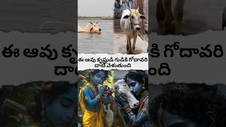 cow crosses the Godavari to the temple of Krishnashortsfeed hanumangod avtelugutalks [upl. by Werbel886]